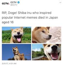 What is the meme doge? Could The Actual Doge Dying Revalue Doge Meme Temporarily Due To Nostalgia Or Is The Meme To Dead For Recovery Memeeconomy