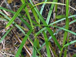 Image result for Scleria