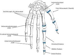 The joint is a mobile joint of several bones, and in the body there are more than 180 in all parts of the body. Pin On Robert Beverly Hale Artistic Anatomy