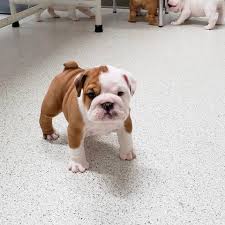Post your ad for free. Buy Sell Browse Dogs Puppies For Sale In St John S Nl