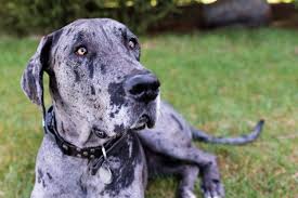 744 county rd2654loudonville, oh 44842us. Teague The Great Dane Toledo Ohio Pet Photography Rebecca Trumbull Photography