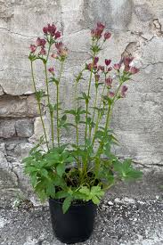 Image result for Astrantia major `Roma`