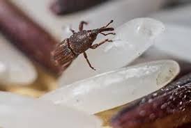 Please be aware that we will not disconnect power on fridays or any day that the city of oak ridge electric department has some safety reminders to share with citizens as we approach the time change physical address: Tips For Avoiding Stored Product Pests This Summertime Russell S Pest Control