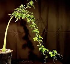 Image result for Adenia glauca