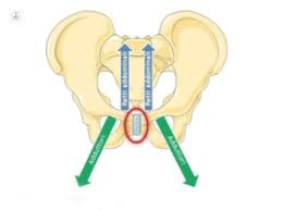 The region of this line. Do I Have Gilmore S Groin Or A Sports Hernia Top Doctors