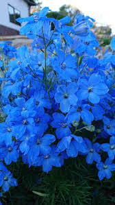 Here's everything you need to know about this plant. Delphinium Cheer Blue F1 All America Selections