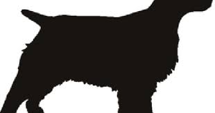 Black And White Springer Spaniel Cartoon English Springer Spaniel Stencil English Springer Spaniel Springer Spaniel Spaniel