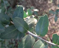 Image result for Mystroxylon