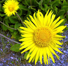 Image result for Haplocarpha scaposa