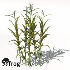 Corn Zea Mays 3d Model 3d Model Corn Annual Plants 3d Model
