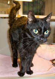He always used his litter box. Animal Endocrine Clinic Top 10 Signs Of Hyperthyroidism In Cats
