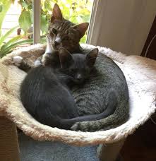 weekend open thread - November 11-12, 2023 - Ask a Manager