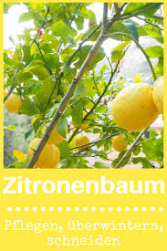 Pin Auf Baumpflege