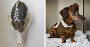 The tumor has begun to spread. Dog With A Brain Tumor Gets A New 3d Printed Skull Cesar S Way