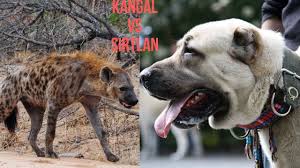 Kangallar Sirtlani Iste Boyle Parcaliyor 18 Youtube