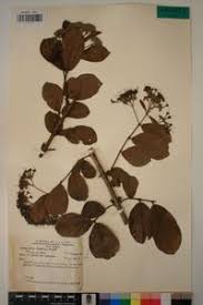 Image result for Crossopteryx febrifuga