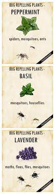 Maybe you would like to learn more about one of these? Cosy Interior Best Scandinavian Home Design Ideas Keep Bugs Away Plants Plants That Repel Bugs