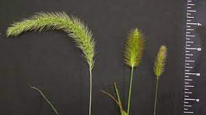 Foxtail is an annual weed that emerges during the summer. Yellow Foxtail Nc State Extension