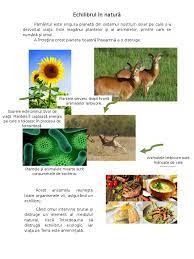 Hier gibt es referate, hausarbeiten und viele aufsätze rund um das thema chemie. Echilibrul In Natura