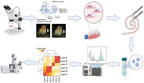 Image result for Warneckea sp.