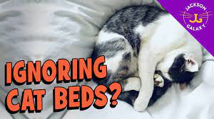 How To Get Your Cat To Use Their Bed Jackson Galaxy