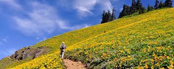 Dog mountain is located in washington (east of vancouver). Dog Mountain Wildflowers Wa Friends Of The Columbia Gorge