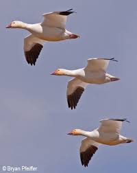 Counting Snow Geese Vermont Center For Ecostudies These birds were once though to be two separate species, but they have recently been found to be merely two different color morphs of the same bird. counting snow geese vermont center
