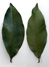 In the manufacture of traditional cuisine, the leaves mixed in a state of dry or fresh. Daun Salam Daun Salam Daun Indonesian Cuisine