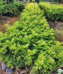 Image result for Polyscias fruticosa