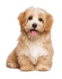 We welcome all friendly, leashed pets. Pet Care Naples Fl Dog Grooming Estero Golden Gate
