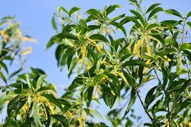 Image result for Acacia afra