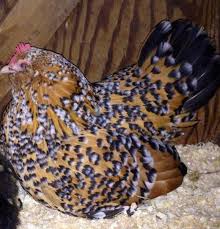 Maybe you would like to learn more about one of these? Tiny Hill Farm Edit This Post Is 5 Years Old Sold Out Facebook