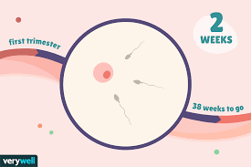 1 common year = 365 days = (365 days) / (7 days/week) = 52.143 weeks = 52 weeks + 1 day. 2 Weeks Pregnant Baby Development Symptoms And More