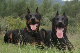 The beauceron is a lesser known breed within the u.k., and is. Beauceron Dog For Sale Off 59 Www Usushimd Com
