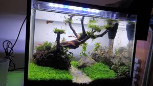 Juegos para baby shower hombre y mujer / juegos pa. Aquascapes Minimalis Video Cinematic Dan Seni Literasi Facebook