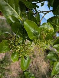 Image result for Premna
