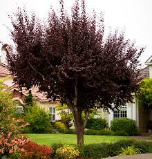 The thundercloud plum tree will bloom in spring. Trees Prunus Thundercloud Plum Tree