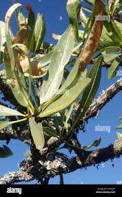 Image result for Pavetta lasiopeplus