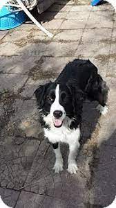Toronto On Border Collie Bernese Mountain Dog Mix Meet Bella A Dog For Adoption Bernese Mountain Dog Mix Dog Mixes Dog Adoption