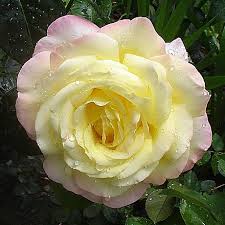 General jacqueminot rose by edward step. List Of Rose Breeders Wikiwand