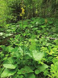 Image result for Ligularia sibirica