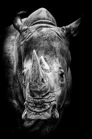 Black And White Photos Of Wild Animals Breitmaulnashorn Eines Photography Portrait Saarblende Wild Animals Photography Animals Black White Wildlife Photography