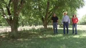 A pecan tree (carya illinoinensis) in the home garden provides shade and produces an abundant edible crop. About Us Green Valley Pecan Company