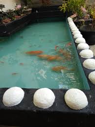 Pakan untuk budidaya ikan lele. Photography Kolam Ikan Steemkr