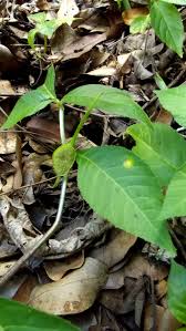 Image result for Dorstenia buchananii