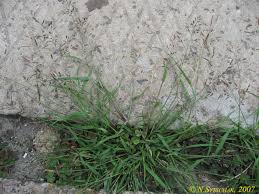 Image result for Eragrostis macrochlamys