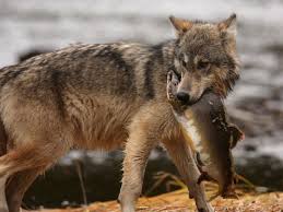 Resultado de imagen de pesca con animales