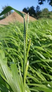 Image result for Urochloa bovonei