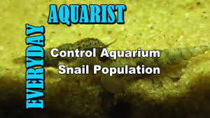 Opossums are quite good to have in your garden because they eat pests such as snails. How To Control And Kill Aquarium Snail Population Youtube