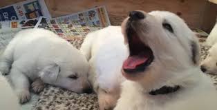 Comes with first set of vaccines and dewormed. Indian Rock White Shepherds Indian Rock White Shepherds Reserve A Puppy History Of The Breed Volhard Temperament Test Best Friends